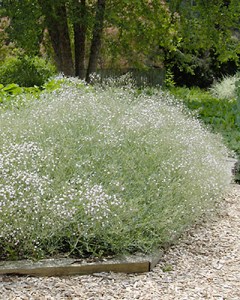 Gypsophila paniculata-21